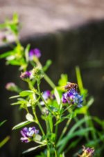 20140731 Bee and weed.jpg