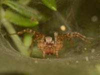 Spider2.jpg