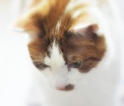 1MG_0805a.jpg