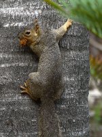 Squirrel2.jpg