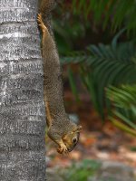 Squirrel3.jpg