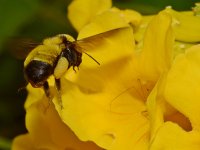 Bee3.jpg