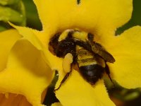 Bee2.jpg