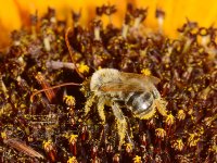 Bee5.jpg