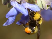 Bee6.jpg