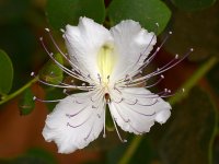 WhiteFlower.jpg