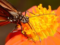 Butterfly4.jpg