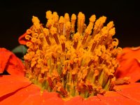 Stamen.jpg