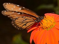 Butterfly2.jpg