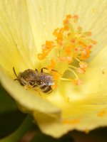 Bee7.jpg
