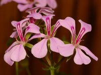 Geranium.jpg