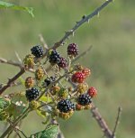 DSC_6514.jpg