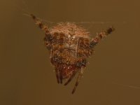 Spider.jpg