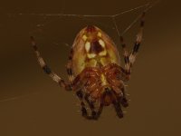 Spider3.jpg