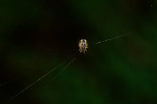 DSC_9437.jpg