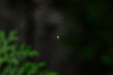 DSC_9440.jpg