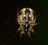 DSC_9437a.jpg