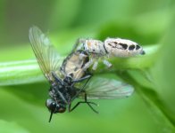 Icius hamatus female.jpg