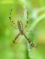 Argiope bruennichi male.jpg
