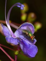 Fly6.jpg