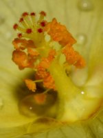 Stamen.jpg