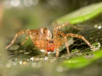 Spider6.jpg