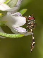 Fly7.jpg
