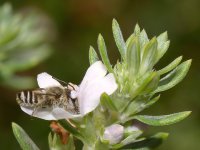 Bee5.jpg