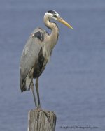 _DSC4637.jpg