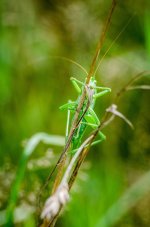 20140803-green grasshopper.jpg