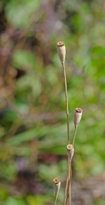 DSC_1110.jpg