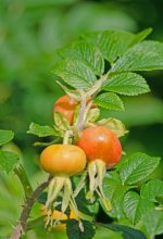DSC_1212.jpg