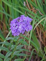 DSC_1114.jpg