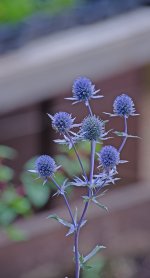 DSC_1176.jpg