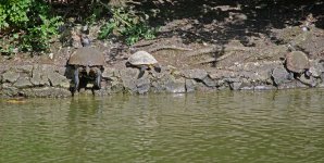 DSC_1131.jpg
