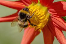 bee 1.jpg