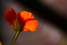 flower2.jpg