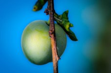 20140804-brokeh fruit.jpg