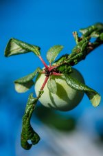 20140804-fruit.jpg