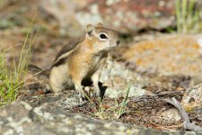 GroundSquirrel 012.jpg