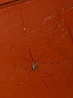 Spider.jpg