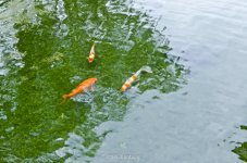 fish-1.jpg