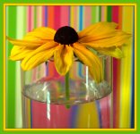 Yellow Daisy with Colorful Stripes.jpg