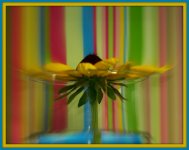 Zoomed Yellow Daisy.jpg