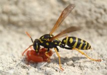 Polistes dominula 3.jpg
