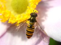 Episyrphus balteatus female.jpg