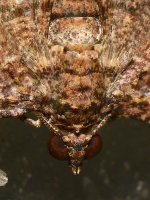 Moth.jpg
