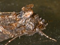 Moth3.jpg