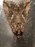 Moth4.jpg