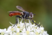 Cylindromyia bicolor - Tachinid Fly 3.jpg